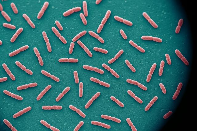 Microscopic view of bacteria that cause necrotizing fasciitis (flesh-eating disease)